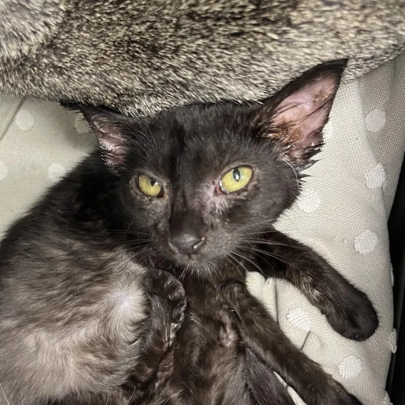 A baby small-sized male Domestic Short Hair cat named Snoopy for adoption in Mount Juliet, TN