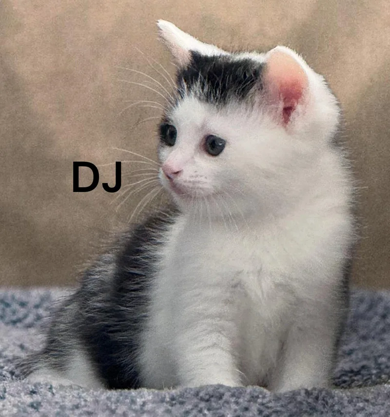 Dj