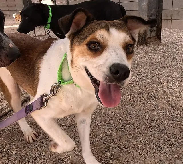 A young medium-sized female Beagle dog named Firefly for adoption in Tucson, AZ