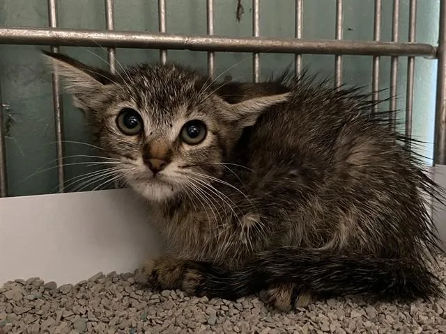 A baby small-sized female Domestic Short Hair cat named Hazel for adoption in Baldwin Park, CA