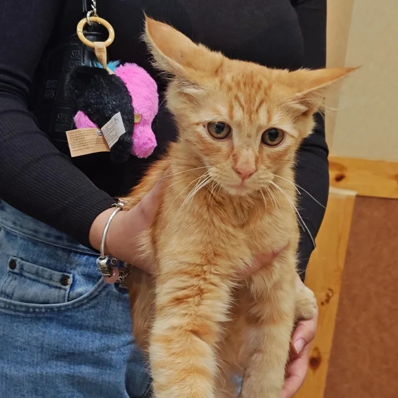 A baby small-sized male Orange / Red Domestic Medium Hair cat named Iepastray for adoption in Upland, CA