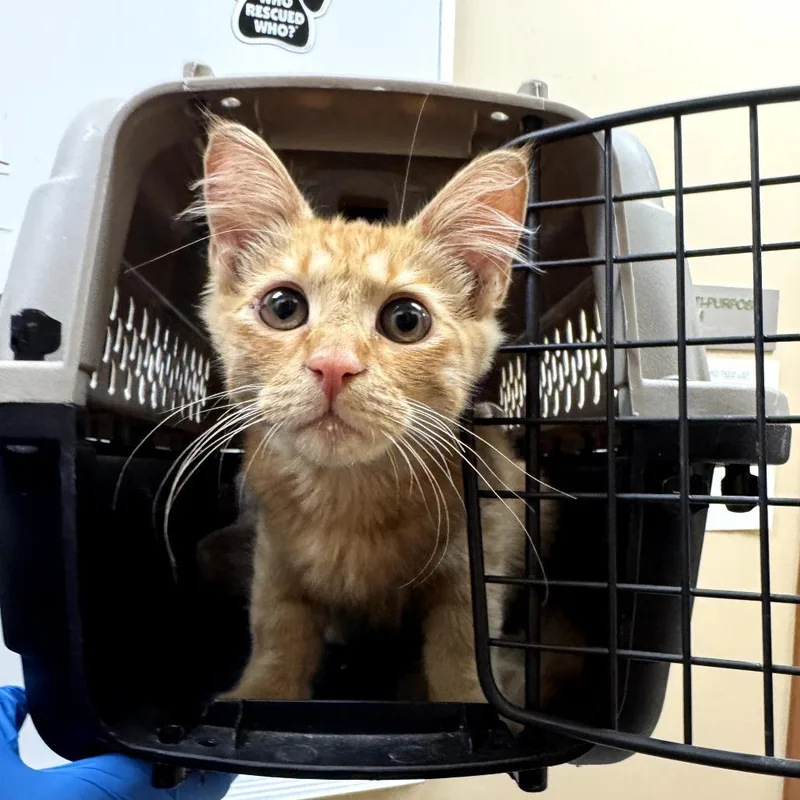 Iepastray thumbnail 2