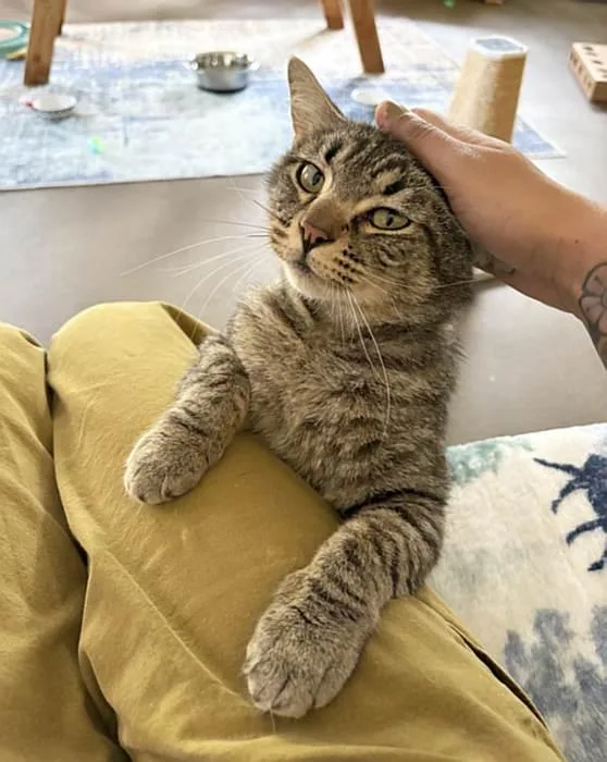 A young medium-sized male Tabby (Gray / Blue / Silver) Domestic Short Hair cat named Sonny for adoption in Sequim, WA