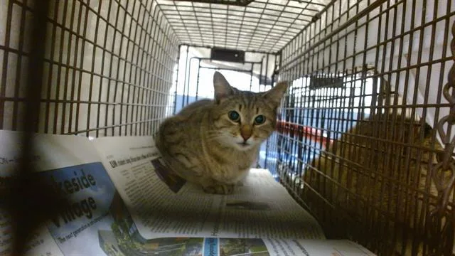 A young small-sized female Domestic Short Hair cat named Heidi for adoption in Miami, FL