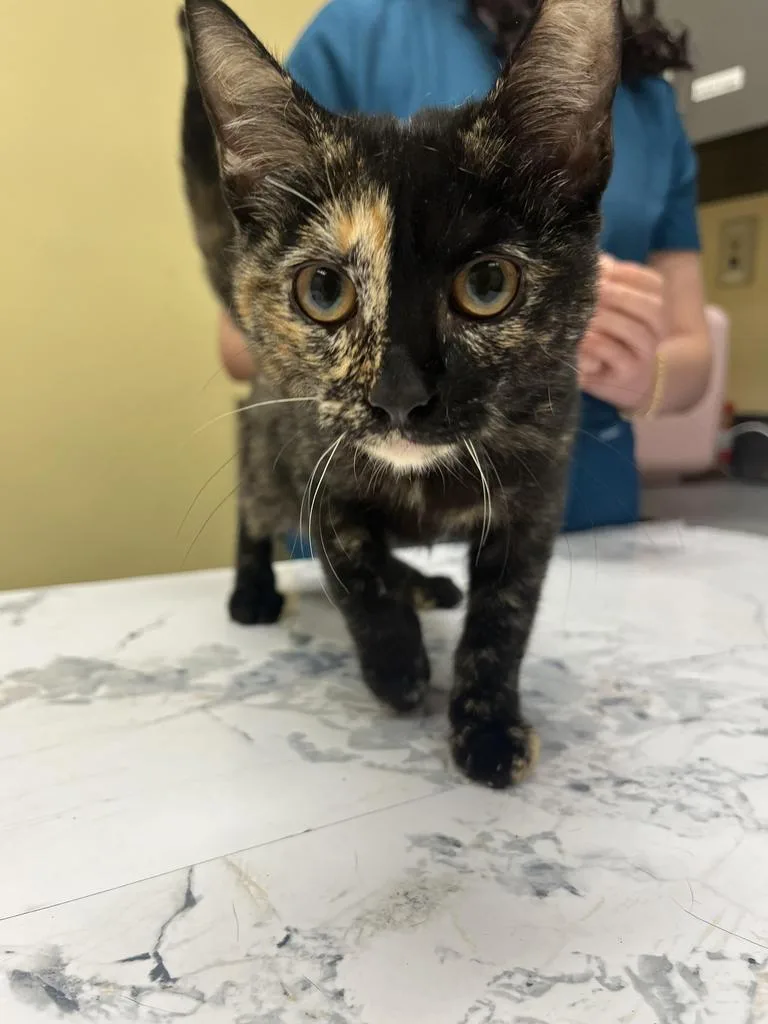 A baby medium-sized female Domestic Short Hair cat named Podcastโ
for adoption in Florence, SC