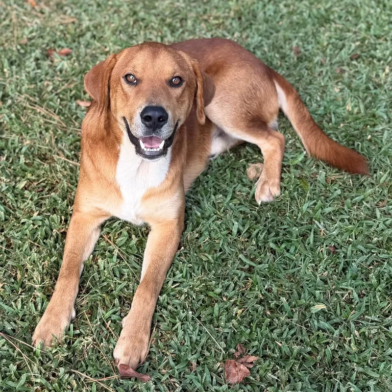 An adult medium-sized male Golden Retriever dog named Ryder for adoption in Summerdale, AL