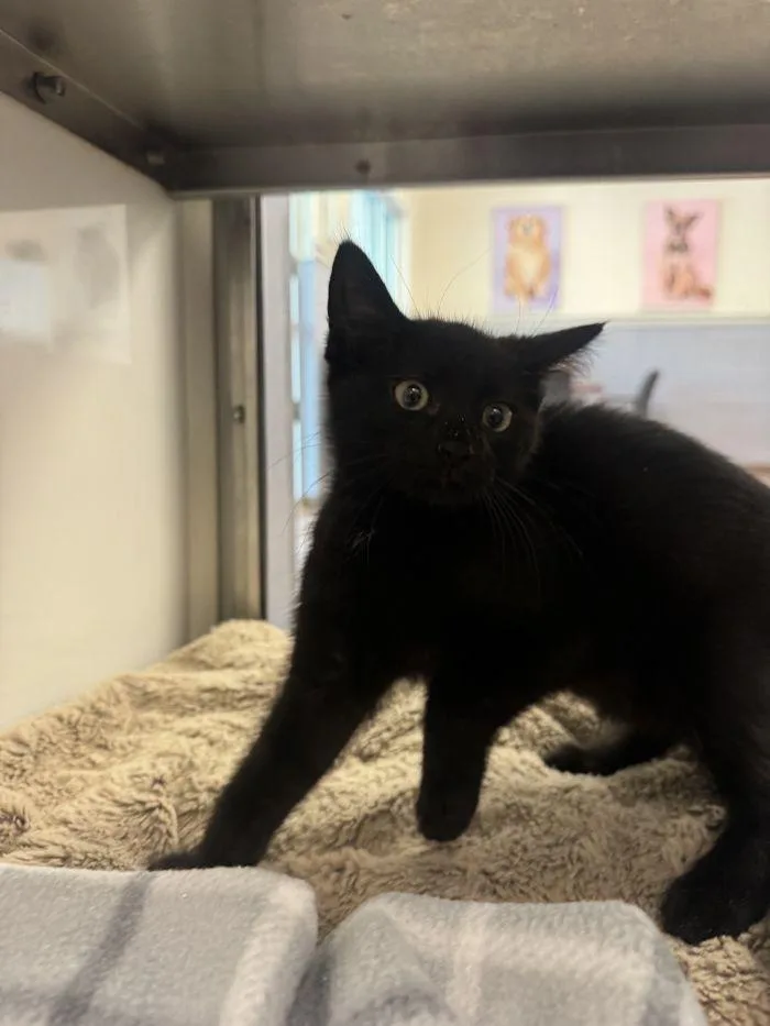 A young small-sized male Black Domestic Short Hair cat named Nyon for adoption in Hilton Head Island, SC