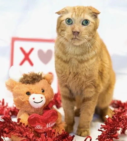 William Wallace thumbnail 2