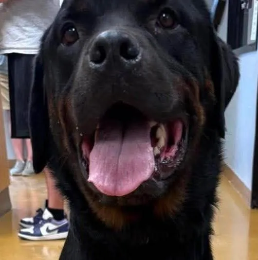 A senior large-sized male Black Rottweiler dog named Meatball for adoption in Maryville, MO