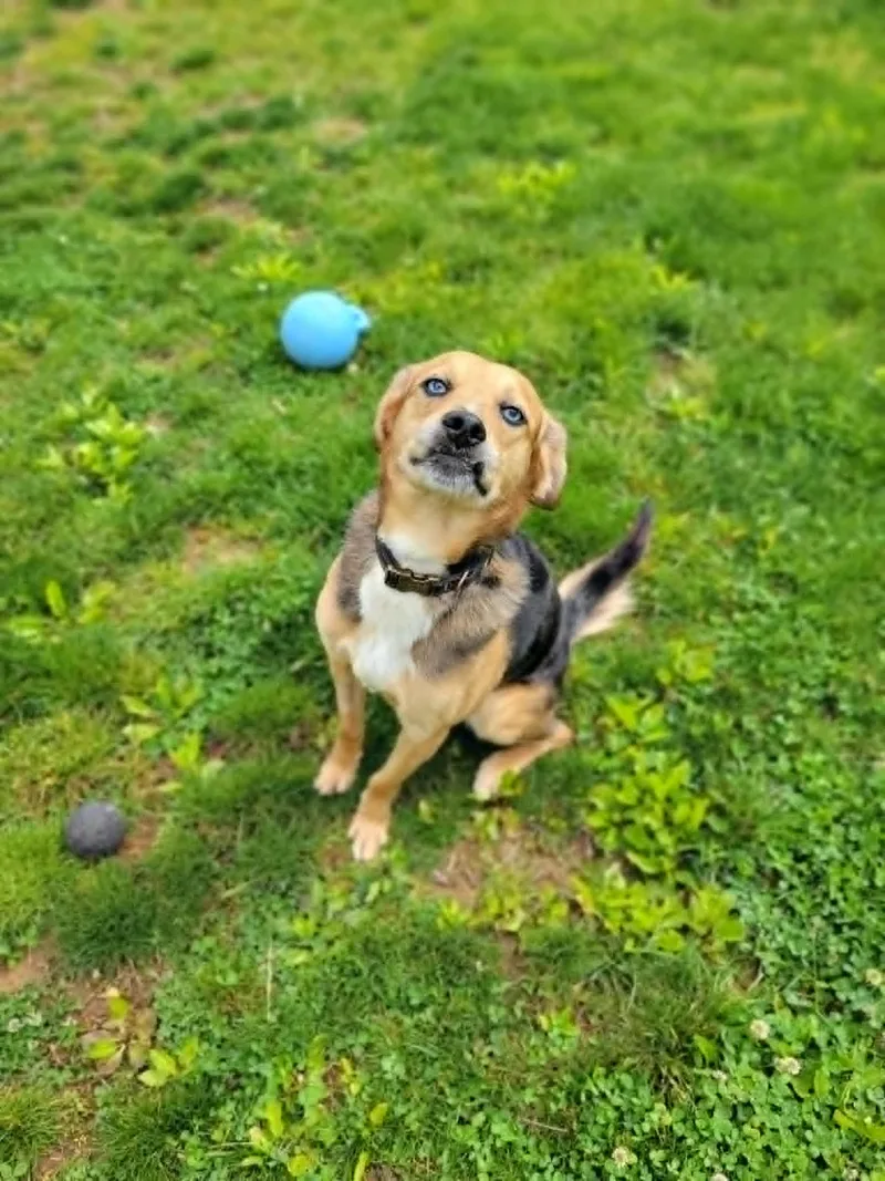 An adult medium-sized male Black Hound dog named Snootles for adoption in Chambersburg, PA