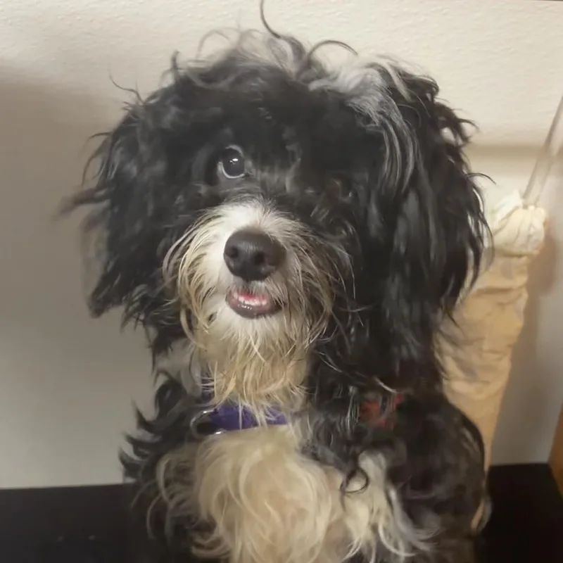 A young small-sized female Havanese dog named Patsy for adoption in Valparaiso, IN