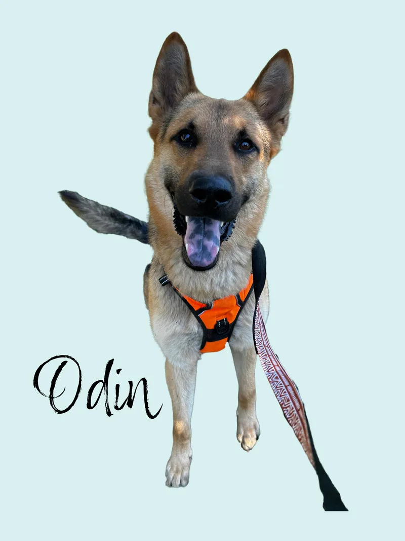 Odin thumbnail 4