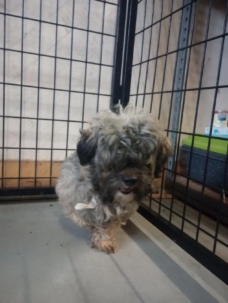 Wonkafinn thumbnail 4