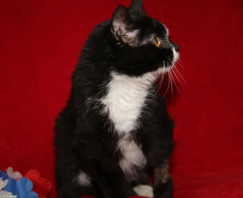 A senior medium-sized female Black & White / Tuxedo Tuxedo cat named Sierra for adoption in Marietta, OH