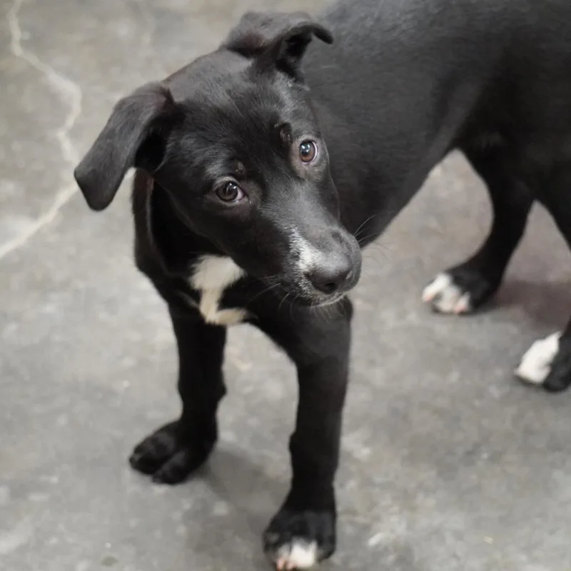 A baby small-sized female Black Labrador Retriever dog named Orchid for adoption in Evensville, TN