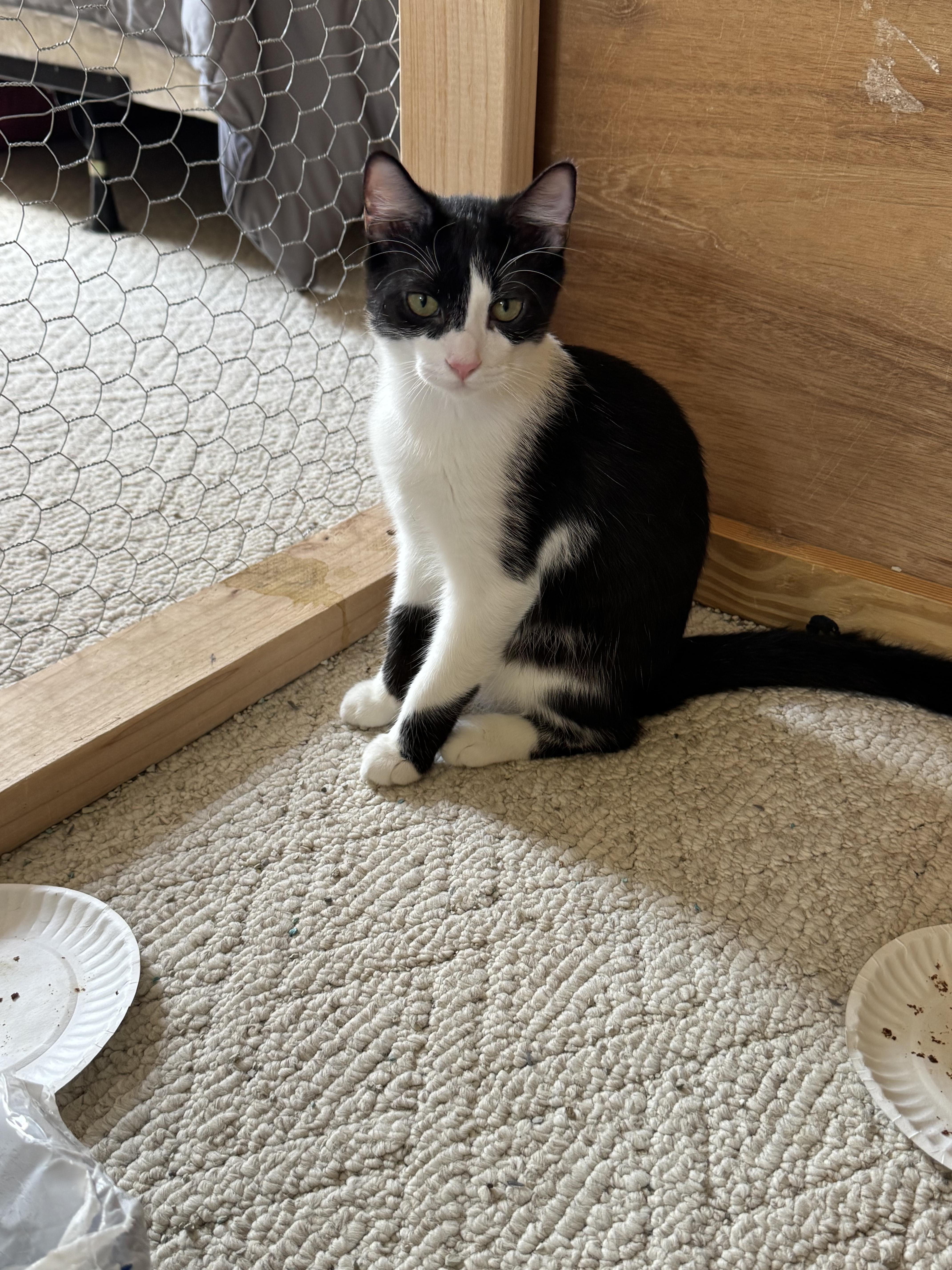 A young small-sized male Domestic Short Hair cat named Casanova for adoption in Randolph, AL