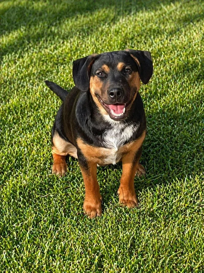 Pup Pup Andy thumbnail 5