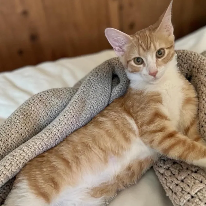 A baby medium-sized male Orange & White Domestic Short Hair cat named Cheeseit for adoption in Austin, TX