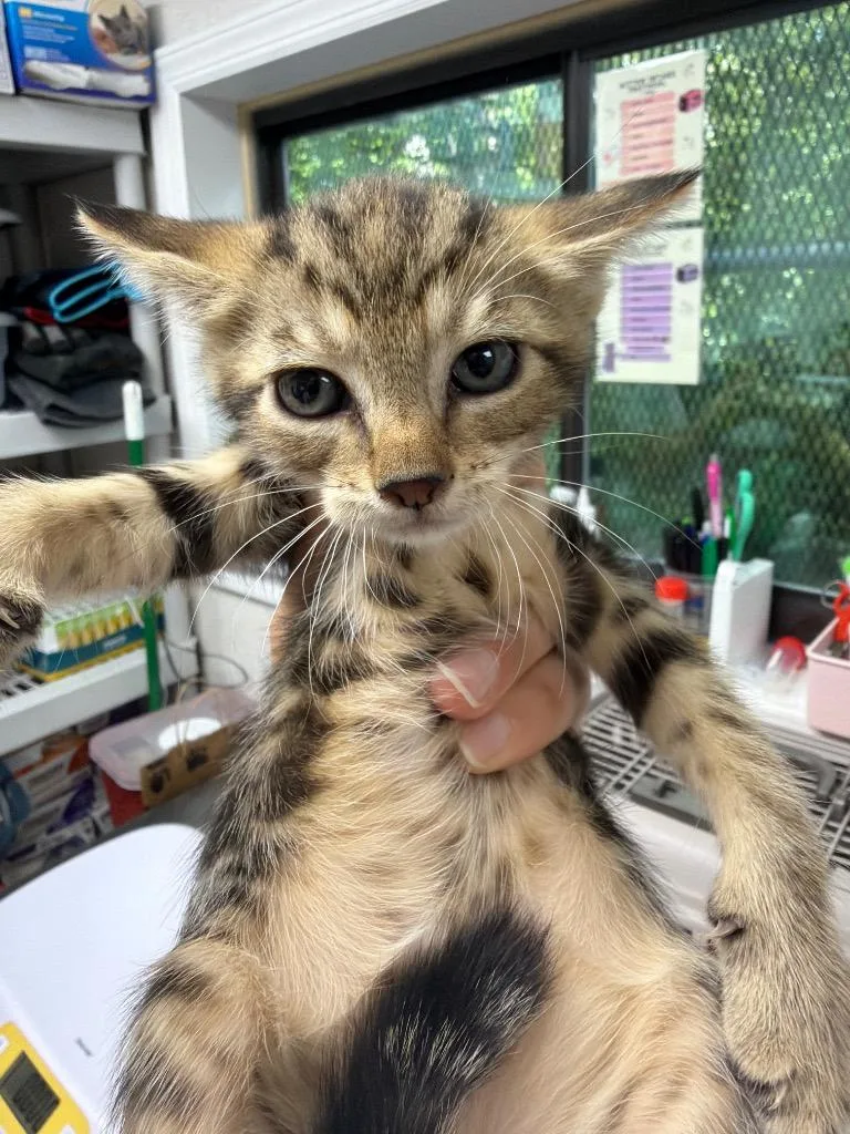 A baby medium-sized female Domestic Short Hair cat named Stella Blue for adoption in Pomona, NY