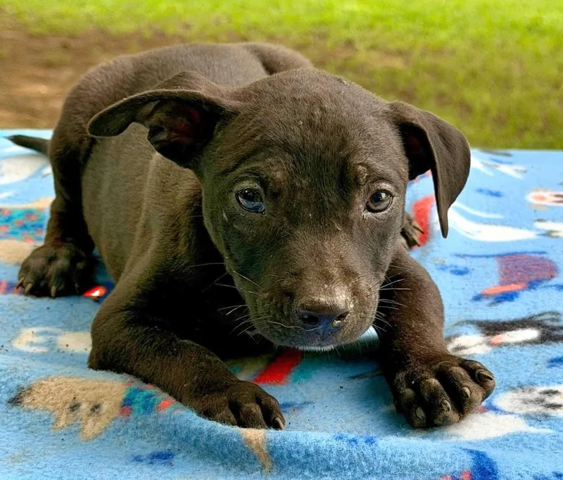 A baby medium-sized male Tricolor (Brown, Black, & White) Mixed Breed dog named Rowdy for adoption in Groveland, MA