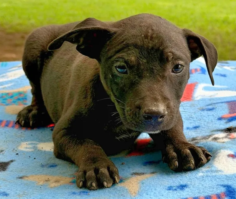 Rowdy thumbnail 3