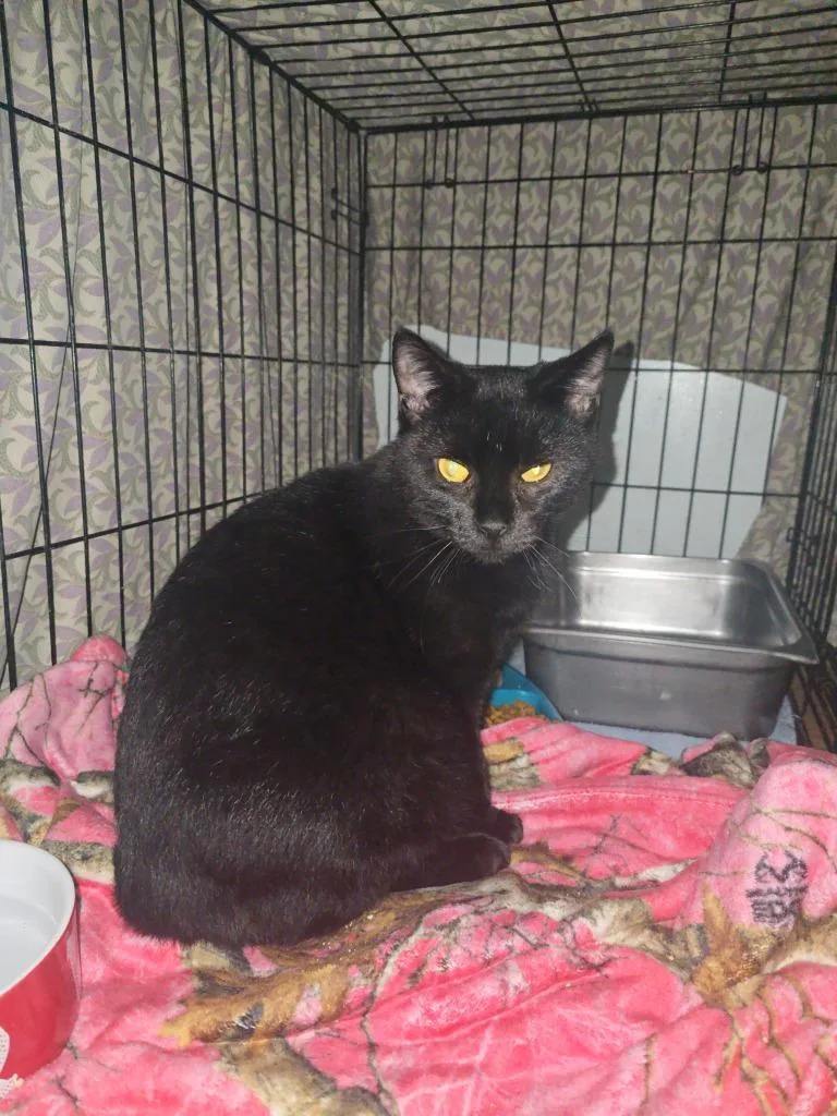 A young small-sized female Domestic Short Hair cat named Agetha for adoption in Pine Grove, PA