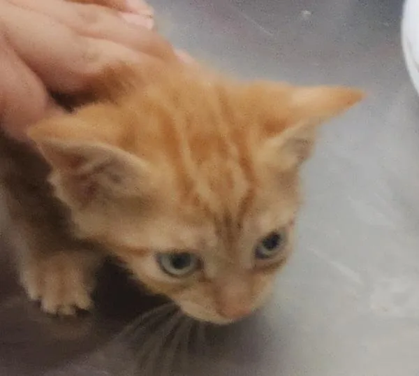 A baby small-sized male Domestic Short Hair cat named Lopper for adoption in Cleveland, TN