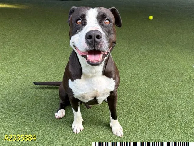 A young large-sized male Mixed Breed dog named Mantis for adoption in West Palm Beach, FL