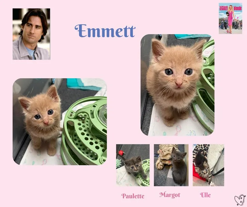 Emmett thumbnail 2