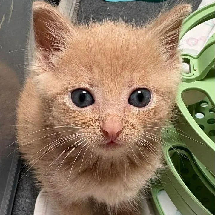 A baby medium-sized male Tabby (Orange / Red) Tabby cat named Emmett for adoption in Trophy Club, TX
