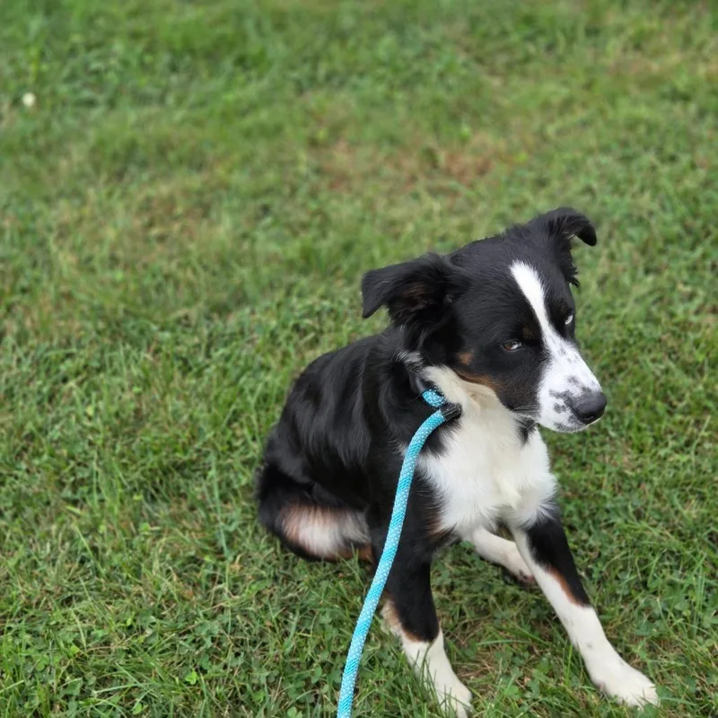 A young medium-sized male Australian Shepherd dog named Barley for adoption in Breese, IL
