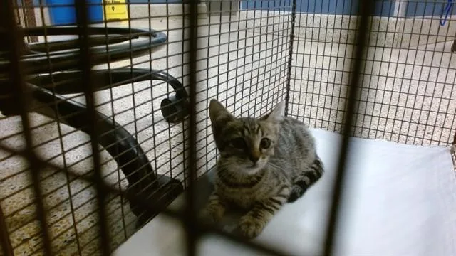 A baby small-sized female Domestic Short Hair cat named Squeaky for adoption in Miami, FL
