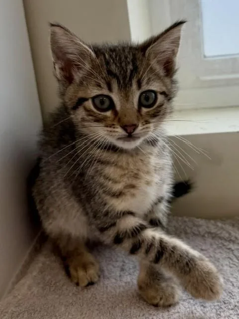A baby small-sized male Domestic Short Hair cat named Watson for adoption in Camarillo, CA