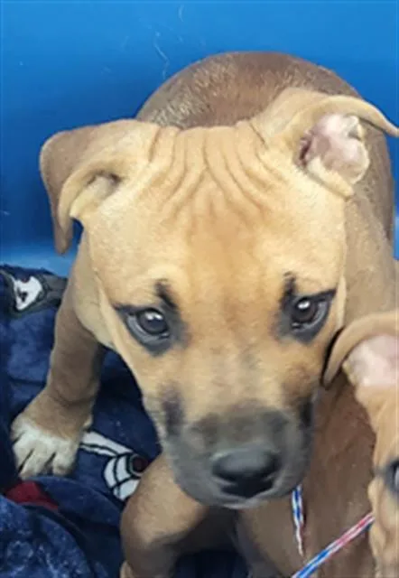 A young medium-sized female Mixed Breed dog named Amy for adoption in Dallas, TX