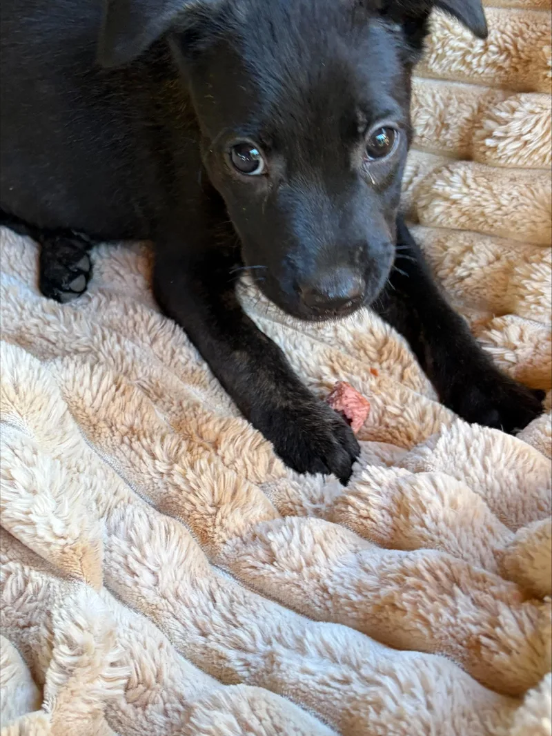 A baby medium-sized female Labrador Retriever dog named Millie for adoption in Albany, NY