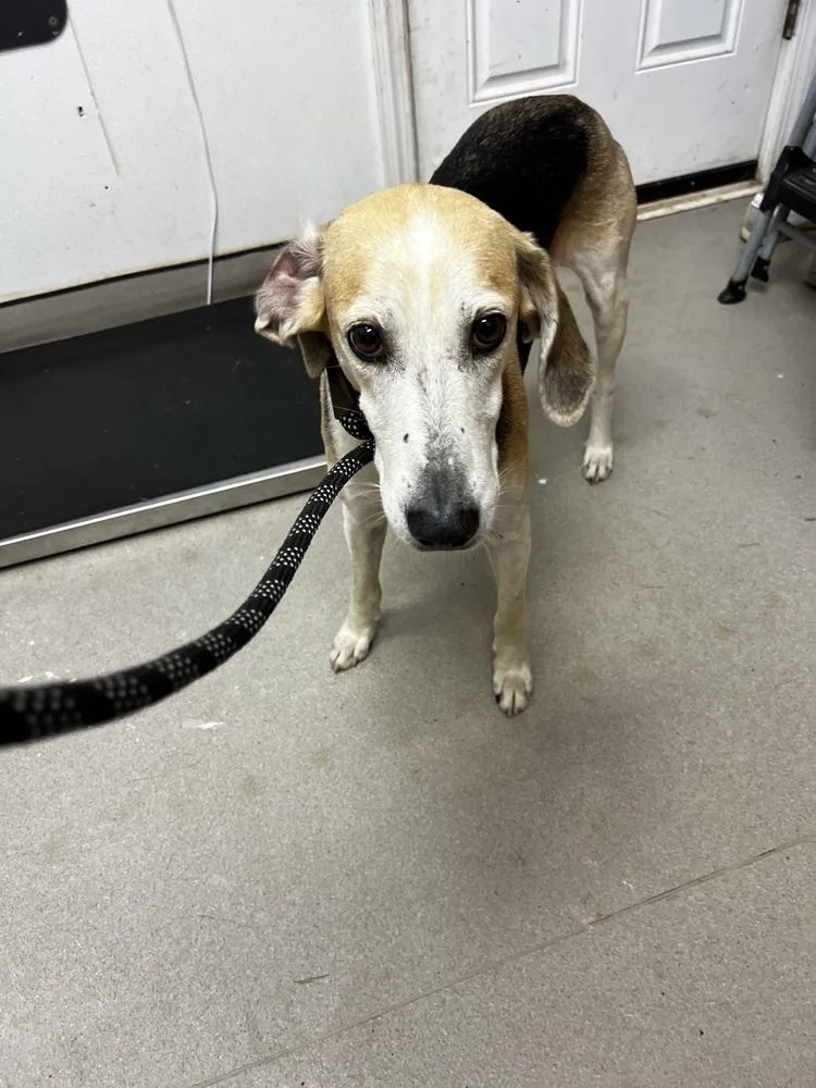 A young large-sized female Tricolor (Brown, Black, & White) Foxhound dog named AAD New Arrival!  for adoption in Armonk, NY
