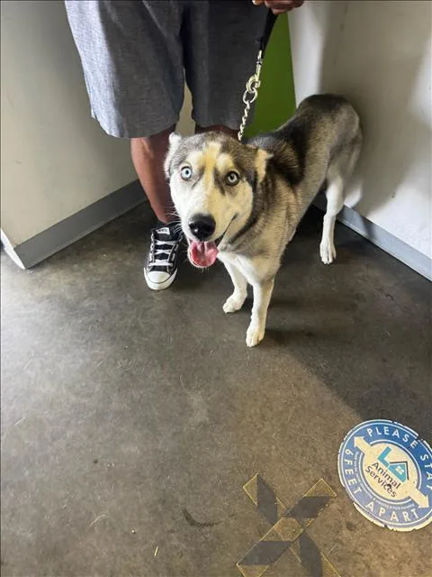 An adult large-sized female Husky dog named Kayla for adoption in Los Angeles, CA