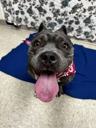 A young medium-sized female Gray / Blue / Silver Mixed Breed dog named Macie for adoption in Hamilton, OH