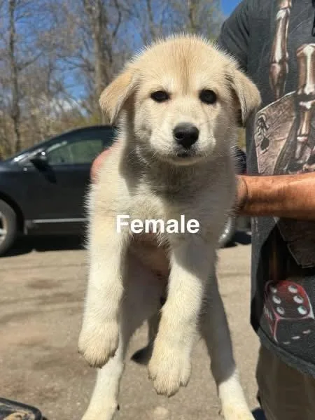 A baby large-sized female Apricot / Beige Husky dog named Clara for adoption in Mora, MN