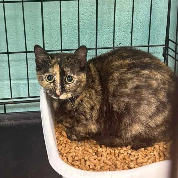 A young medium-sized female Black Domestic Short Hair cat named Hibiscus for adoption in Gadsden, AL