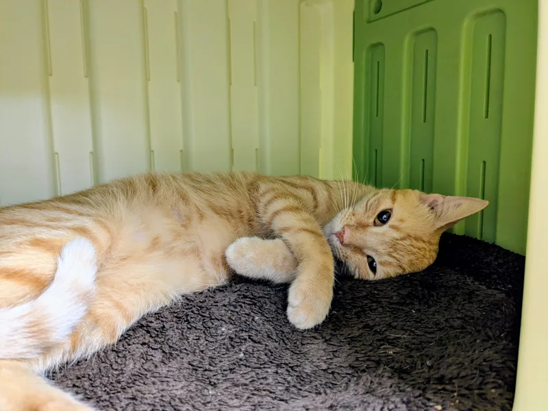 Biscuit