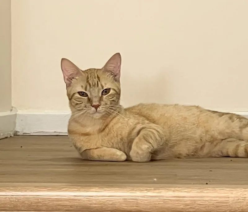 Biscuit thumbnail 2