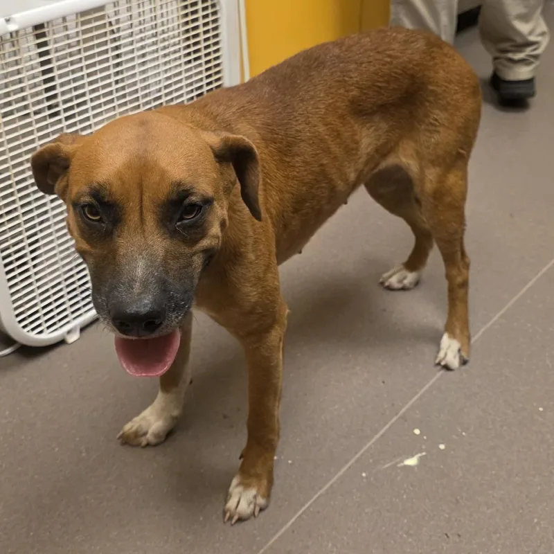 An adult medium-sized female Red / Chestnut / Orange Black Mouth Cur dog named Sable for adoption in Norman, OK