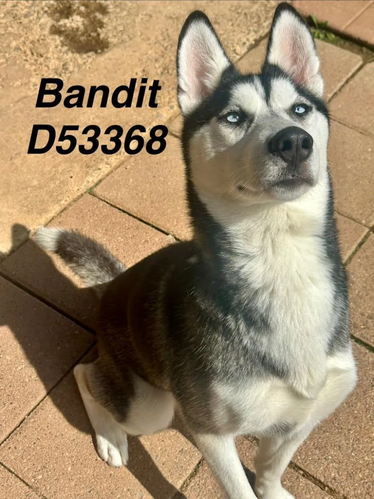 A young medium-sized male Husky dog named Bandit for adoption in Clarksville, TN