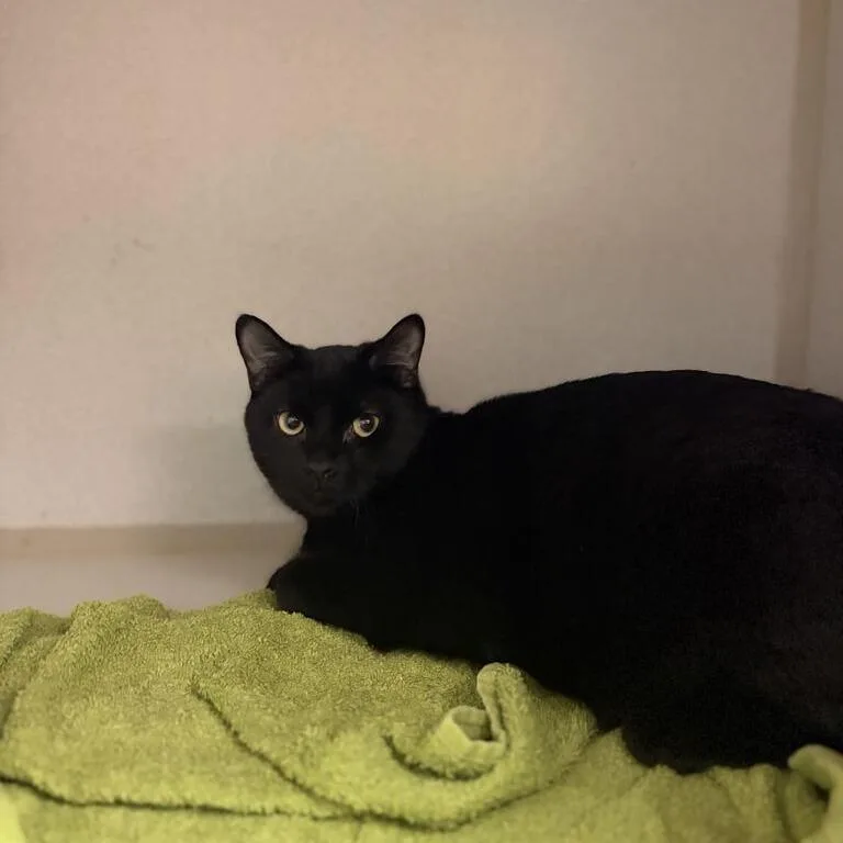 A young small-sized male Black Domestic Short Hair cat named Mittens for adoption in Davenport, IA