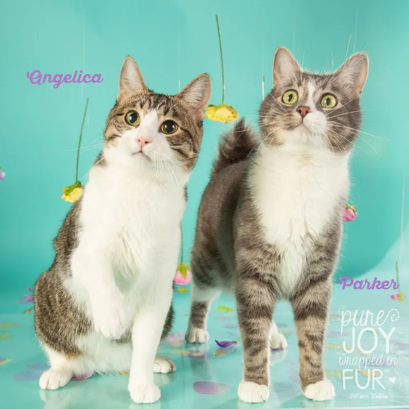 An adult small-sized female Brown / Chocolate Domestic Short Hair cat named Angelica for adoption in Springfield, MO