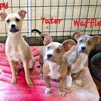 A baby medium-sized female Yellow / Tan / Blond / Fawn Boxer dog named Pippy for adoption in Watertown, CT