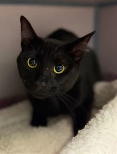 A young medium-sized male Domestic Short Hair cat named Asher for adoption in Agoura, CA