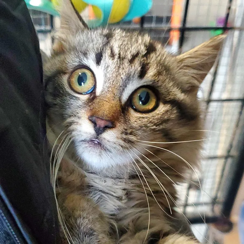 An adult medium-sized male Brown / Chocolate Domestic Medium Hair cat named Fate for adoption in Freeport, FL