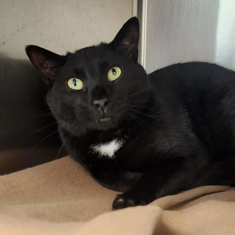 An adult large-sized male Black Domestic Short Hair cat named Batman for adoption in Columbia Station, OH